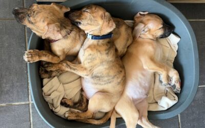 7 chiots X berger créole