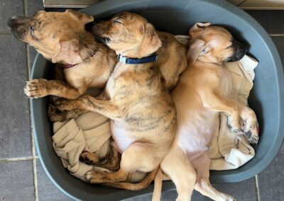 7 chiots X berger créole – Dossiers en cours