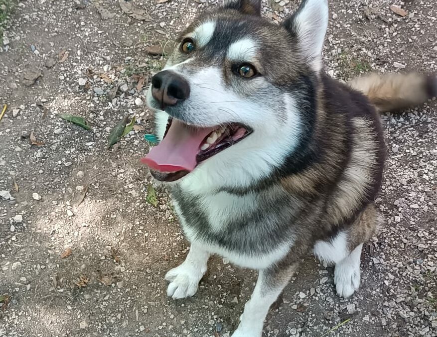 BALTO