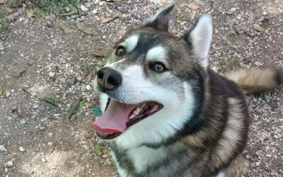 BALTO
