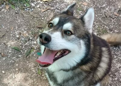 BALTO