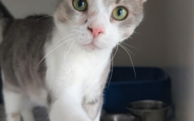 NIRO