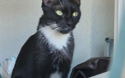 GORGIA – Visible en famille d’accueil