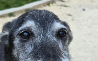 Kaya