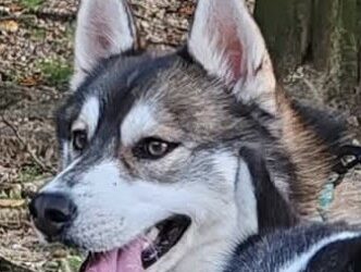 BALTO
