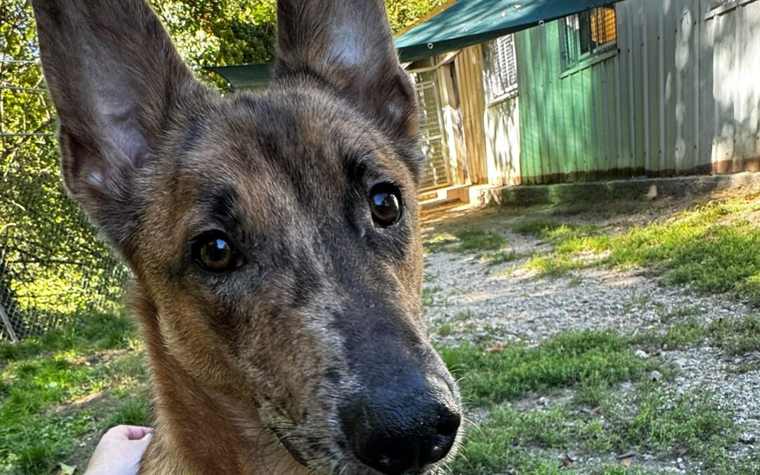 Coyott