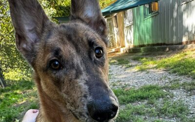 Coyott