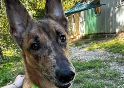 Coyott