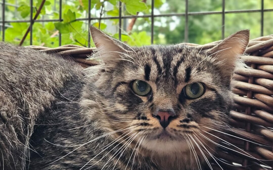 Merlin