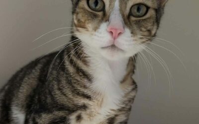 ZAZOU (Réservé)