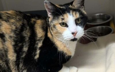 MAYA