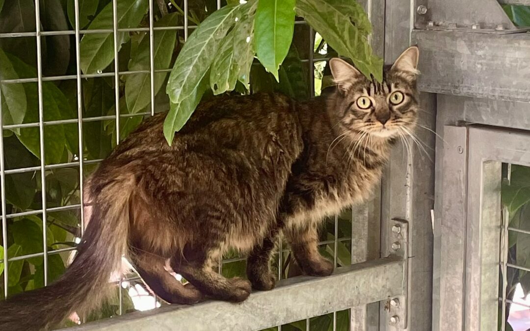 Freya – visible en Famille d&rsquo;Accueil